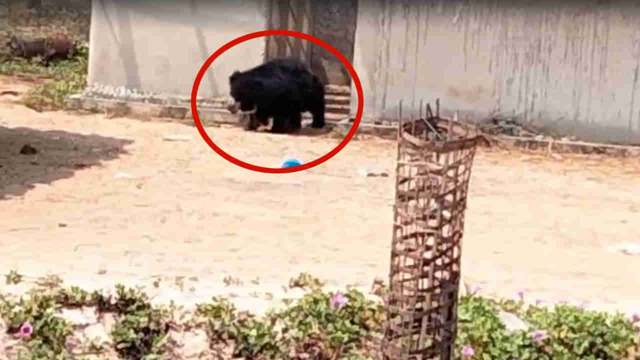 Andhra Pradesh: బీచ్‌లో సేద తీరేందుకు వచ్చిన సందర్శకులు.. ఏంట్రీ ఇచ్చిన భల్లూకం.. పరుగో పరుగు!