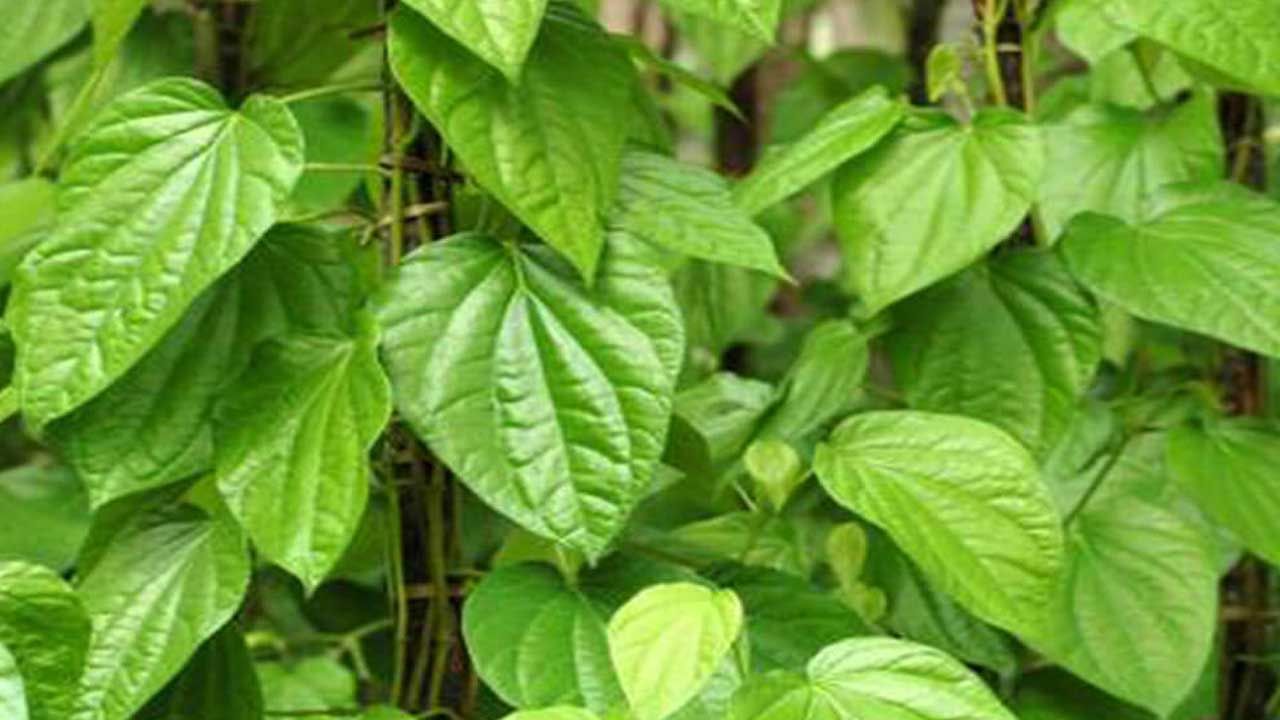 కఫం -పిత్త దోషాలను తొలగిస్తుంది: యాంటీ ఇన్‌ఫ్లమేటరీ, యాంటీ ఫంగల్ గుణాలు పుష్కలంగా ఉన్న తమలపాకు నీరు దగ్గు, పిత్త దోషాలను తొలగించడంలో సహాయపడుతుంది. ఇది గొంతు వాపును తగ్గించడంలో, ఛాతీలో పేరుకుపోయిన కఫాన్ని తొలగించడంలో సహాయపడుతుంది.