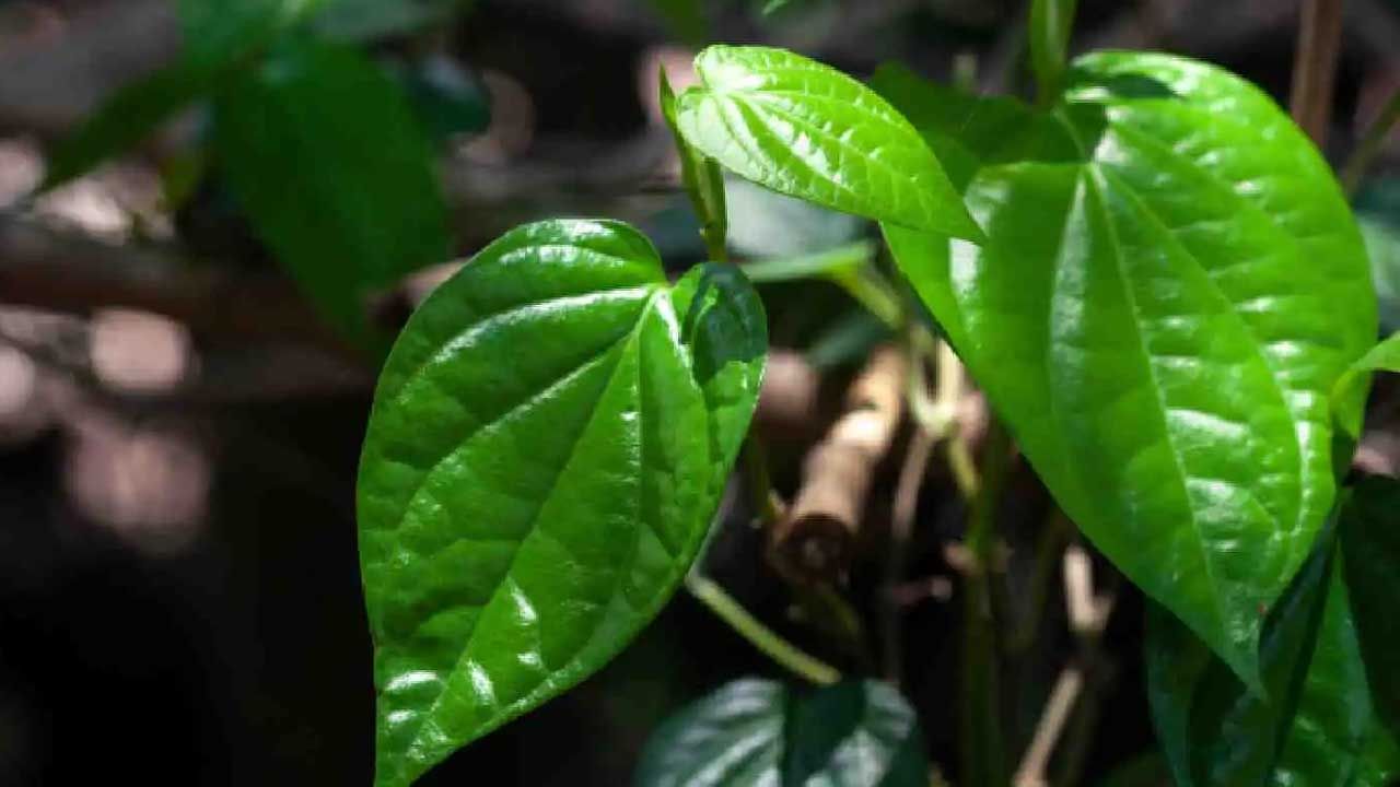 ప్రజలు భోజనం తర్వాత పాన్ తినడానికి ఇష్టపడతారు. ఇది ఆహారం జీర్ణం కావడానికి సాయపడుతుందని పేర్కొంటారు. అయితే తమలపాకులను నీళ్లలో మరిగించి తాగడం వల్ల అనేక ఆరోగ్య ప్రయోజనాలు లభిస్తాయని ఆరోగ్య నిపుణులు చెబుతున్నారు. తమలపాకు నీరు జలుబు, దగ్గులో మేలు చేస్తుంది. ఇది కఫం, పిత్త దోషాల నుంచి ఉపశమనం కలిగిస్తుంది. ఇంకా తమలపాకు నీరు అనేక ప్రయోజనాలను అందిస్తుంది.. ఆ ప్రయోజనాలు ఏంటో తెలుసుకోండి.. 