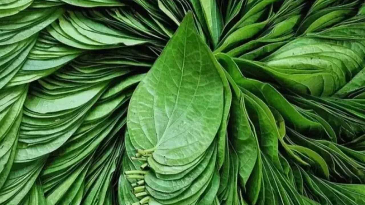 మధుమేహాన్ని నియంత్రిస్తాయి: తమలపాకు నీరు మధుమేహ వ్యాధిగ్రస్తుల శరీరంలో రక్తంలో చక్కెర స్థాయిని నియంత్రించడంలో సహాయపడుతుంది. కాబట్టి మధుమేహ వ్యాధిగ్రస్తులు ఈ నీటిని తప్పనిసరిగా తాగాలి.