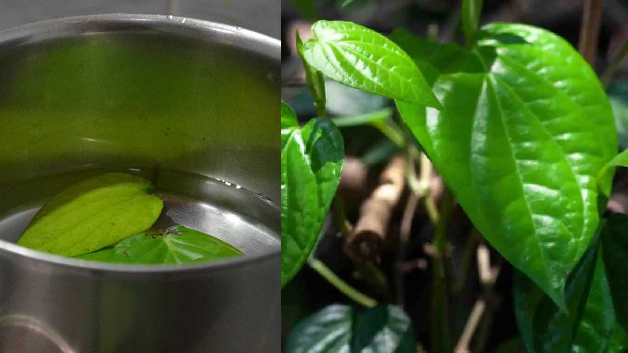 చెడు శ్వాసను దూరం చేస్తుంది: తమలపాకులతో తయారుచేసిన నీరు నోటి దుర్వాసనను దూరం చేస్తుంది. దీనితో పాటు, ఇది దంతాలను పాలిష్ చేయడంలో కూడా సహాయపడుతుంది.