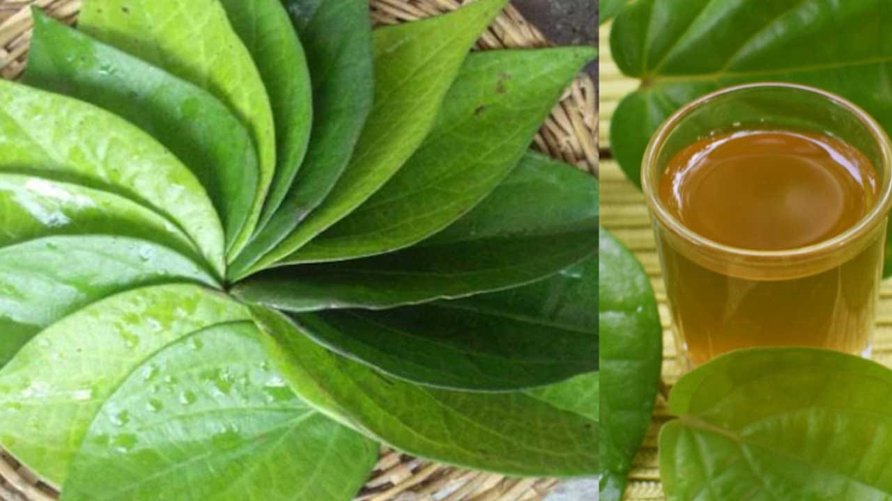 మలబద్ధకం నుంచి ఉపశమనాన్ని అందిస్తాయి: ఈ రోజుల్లో చాలా మంది మలబద్ధకం సమస్యతో ఇబ్బంది పడుతున్నారు. మలబద్ధకం విషయంలో తమలపాకు నీటిని తాగడం వల్ల చాలా వరకు మేలు జరుగుతుంది.