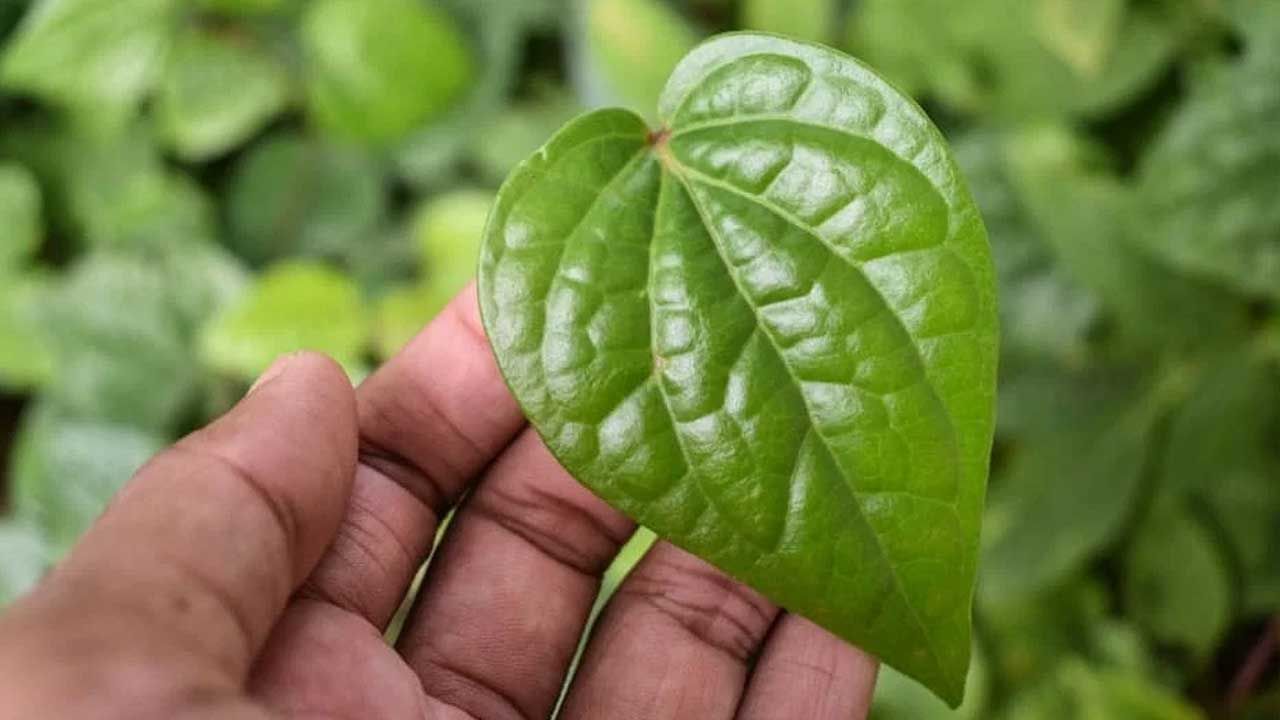 తమలపాకు నీటిని ఎలా తయారు చేసుకోవాలి: 3-4 తమలపాకులను కడిగి మూడు గ్లాసుల నీటిలో బాగా మరిగించి, ఒక గ్లాసు మిగిలి ఉన్నప్పుడు, అది చల్లారిన తర్వాత రోజుకు రెండు మూడు సార్లు త్రాగాలి. ఇది మీకు చాలా ప్రయోజనకరంగా ఉంటుందని ఆయుర్వేద నిపుణులు పేర్కొంటున్నారు. 