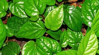 Dehydration: డీహైడ్రేషన్‌ ఆరోగ్యంపై ఎన్ని రకాలుగా ప్రభావం చూపుతుందో తెలుసా..? నిర్లక్ష్యం చేస్తే అంతేసంగతులు