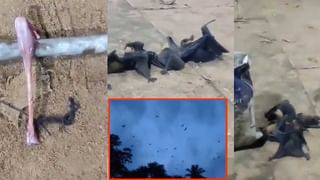 BRS-BSP: బీఎస్పీ, బీఆర్ఎస్ పొత్తు ఖరారు.. సీట్ల పంపిణీపై క్లారిటీ, త్వరలోనే ప్రకటన!