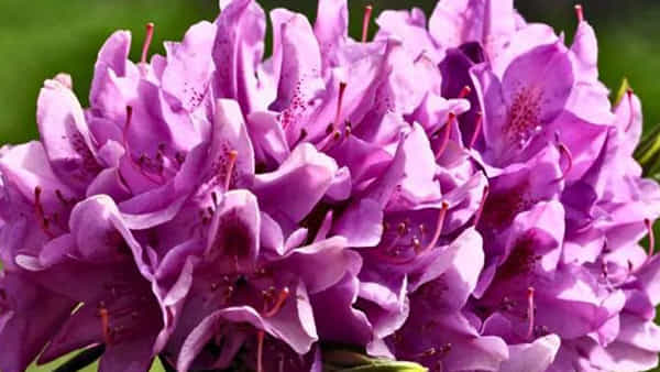 Buransh Flower: హిమాలయాల్లో దొరికే ఈ పూల రసం ఎన్నో వ్యాధులకు దివ్యఔషధం..! ఎలాంటి రోగాలైనా పరార్..
