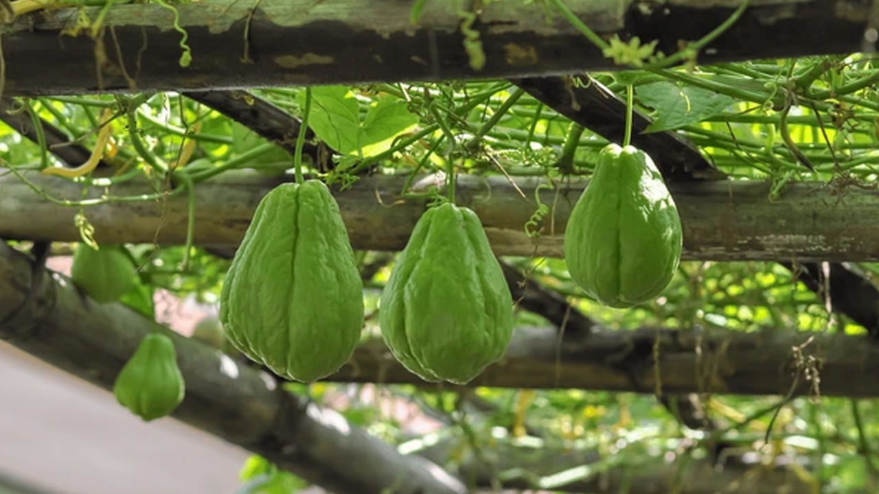 Chayote Benefits :ఈ వంకాయ సంగతులు మీరు విన్నారా..? ఖచ్చితంగా తెలుసుకోవాలి.. వందకు పైగా ఆరోగ్య ప్రయోజనాలు..!