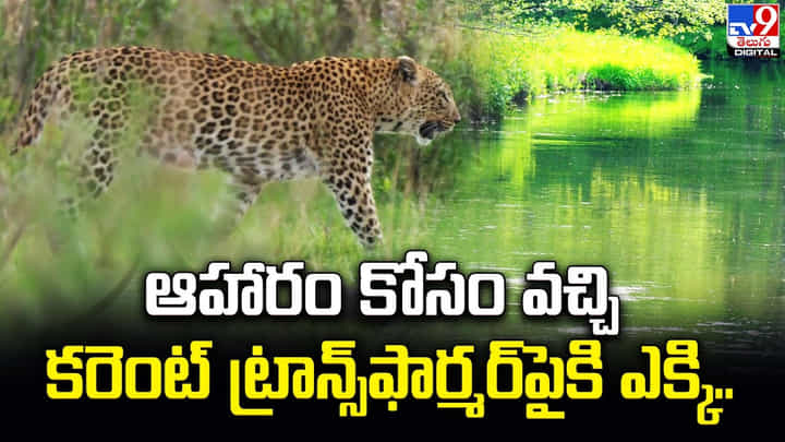 ఆహారం కోసం వచ్చి కరెంట్ ట్రాన్స్ఫార్మర్పైకి ఎక్కి.. ఆహారం కోసం వచ్చి కరెంట్ ట్రాన్స్ఫార్మర్పైకి ఎక్కి..