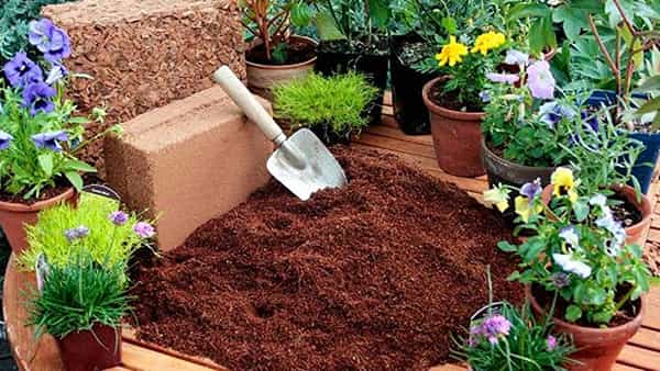 Garden Tips: మీ గార్డెన్లో మొక్కలకు కోకోపీట్ వాడుతున్నారా..? అయితే, ఇప్పుడు ఇంట్లోనే దీన్ని తయారు చేసుకోండిలా..