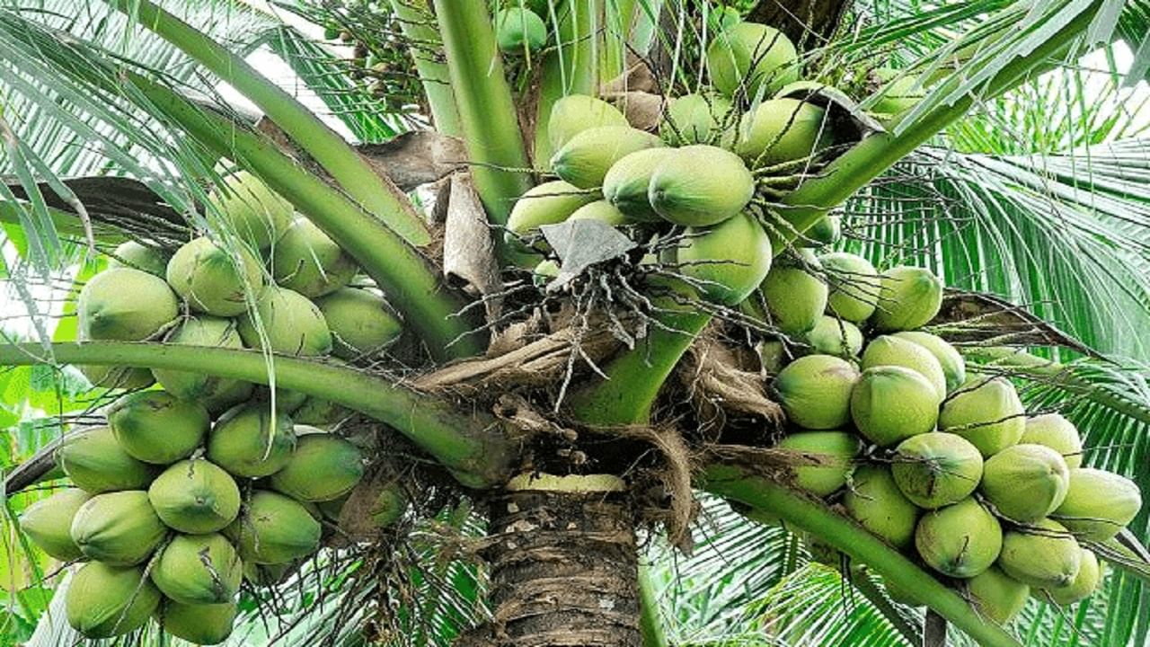 Coconut Farming: కొబ్బరి సాగుతో ఏళ్ల తరబడి రాబడి.. తక్కువ ఖర్చుతో లక్షల్లో సంపాదన