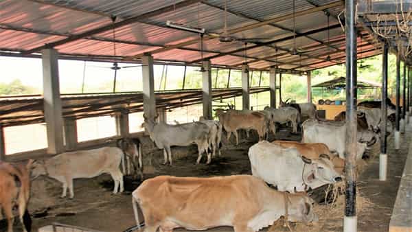 Business Idea: ఆవుపేడతో ఏటా లక్షల్లో ఆదాయం.. శ్రమతో పాటు ఆదాయం కూడా ఎక్కువే..!
