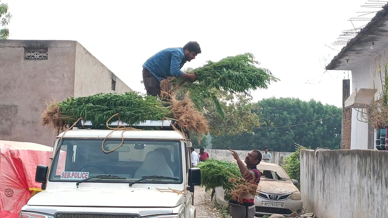 కందిచేనులో గుప్పుమన్న ఘాటైన వాసన.. లోపలకెళ్లి చూడగా ఆశ్చర్యపోయిన రైతులు..