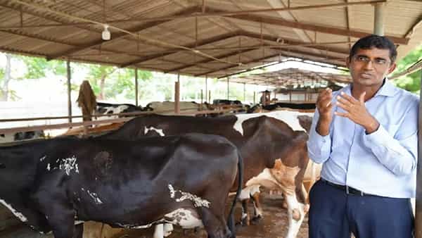 Dairy Farm: డెయిరీ ఫామ్తో డైలీ ఆదాయం.. యూఎస్లో జాబ్ వదిలేసి మరీ సక్సెస్ అయిన యువకుడు