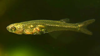 Air Pollution: వాతావరణ కాలుష్యం, ఆత్మహత్యలకు మధ్య లింక్ ఉందా? సర్వేలో తేలిన నిజాలు..!