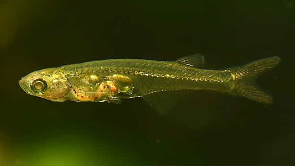 Smallest Fish: ఈ చేప గొంతులో లౌడ్ స్పీకర్లు ఉన్నాయేమో.. కూత పెడితే చెవులు చిల్లులు పడాల్సిందే!