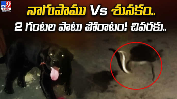నాగుపాము Vs శునకం.. 2 గంటల పాటు పోరాటం !! చివరకు ?? నాగుపాము Vs శునకం.. 2 గంటల పాటు పోరాటం !! చివరకు ??