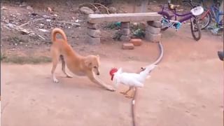 Viral Video : ఓరేయ్.. ఇదేం ప్రేమరా బాబు.. ప్రియురాలిని ఏకంగా కారుకు వేలాడదీసుకుని వెళ్తూ కబుర్లా..? పోతారు..