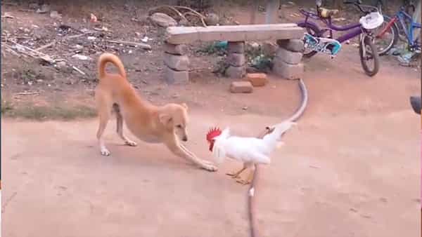 Lovely Friendship: కుక్క తో కోడి పుంజు బాక్సింగ్.. అబ్బుర పరిచే కుక్క, కోడి స్నేహం..