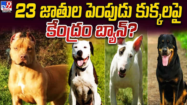 ఈ శునకాలు చాలా ప్రమాదకరం.. 23 జాతుల పెంపుడు కుక్కలపై కేంద్రం బ్యాన్ ?? ఈ శునకాలు చాలా ప్రమాదకరం.. 23 జాతుల పెంపుడు కుక్కలపై కేంద్రం బ్యాన్ ??