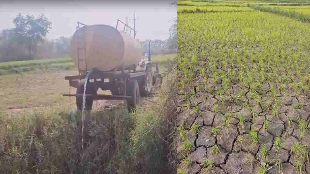 Drying Crop: ఎండిపోయిన పంటపొలాలు.. నీటి ట్యాంకర్లతో పంటలను కాపాడే ప్రయత్నం..!