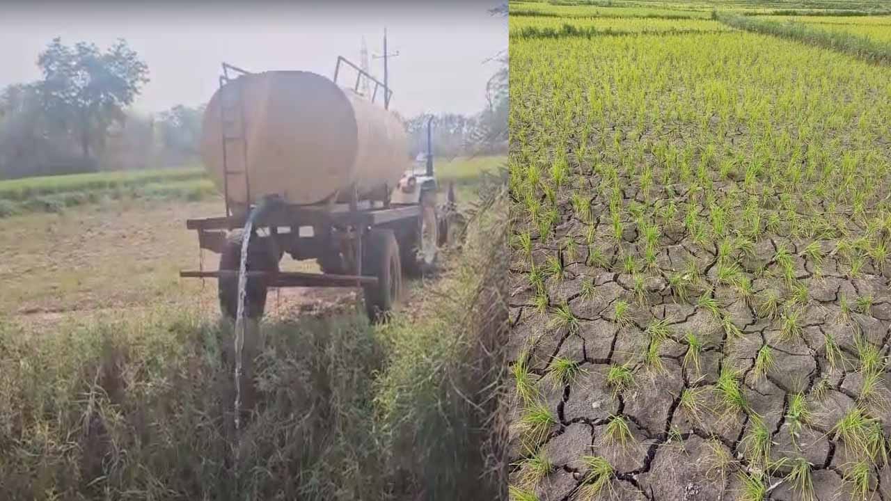 Drying Crop: ఎండిపోయిన పంటపొలాలు.. నీటి ట్యాంకర్లతో పంటలను కాపాడే ప్రయత్నం..!