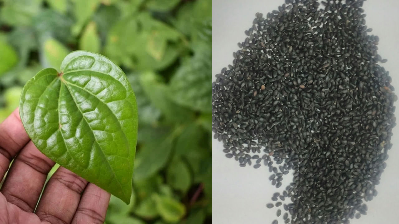 తమలపాకు, తులసి గింజలను కలిపి తింటే ఏమవుతుందో తెలుసా..? లాభాలు తెలిస్తే.. Telugu News Eating