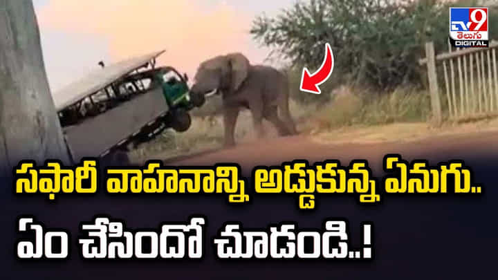 సఫారీ వాహనాన్ని అడ్డుకున్న ఏనుగు !! ఏం చేసిందో చూడండి సఫారీ వాహనాన్ని అడ్డుకున్న ఏనుగు !! ఏం చేసిందో చూడండి