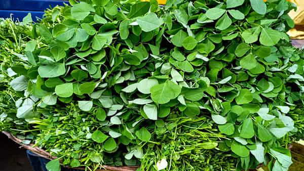 Fenugreek leaves benefits: మెంతి కూరతో మతి పోగొట్టే లాభాలు.. ఇలా వాడితే వాటికి చెక్ పెట్టొచ్చు..!