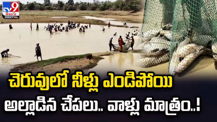 చెరువులో నీళ్లు ఎండిపోయి అల్లాడిన చేపలు.. పండగచేసుకున్న స్థానికులు చెరువులో నీళ్లు ఎండిపోయి అల్లాడిన చేపలు.. పండగచేసుకున్న స్థానికులు
