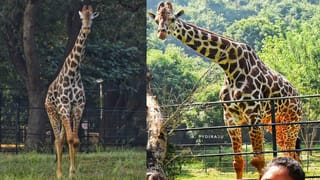 డెబ్భై అడుగుల కట్టెలు కాల్చి.. జెండాను పట్టుకునేందుకు పోటీ.. ఎందుకో తెలుసా..?!