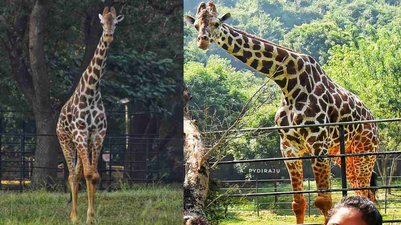 విశాఖ జూలో విషాదాన్ని మిగిల్చిన బెకన్ మరణం..