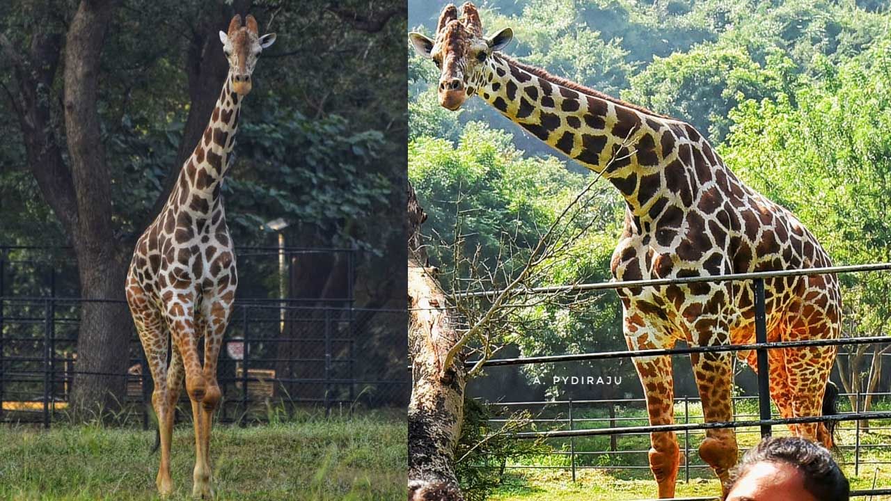 విశాఖ జూలో విషాదాన్ని మిగిల్చిన బెకన్ మరణం..