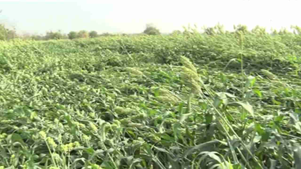 వడగండ్ల వానతో దెబ్బతిన్న పంట.. ఆందోళనలో రైతులు.