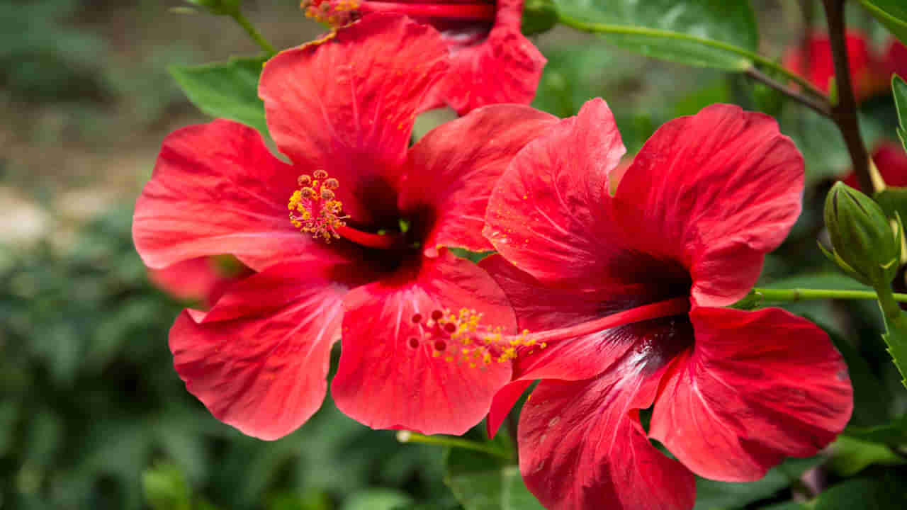 Hibiscus: ఎన్ని రంగులున్నా.. ఎర్ర మందారం బంగారంతో సమానం..! ఎందుకో తెలిస్తే వెంటనే పరిగెడతారు..