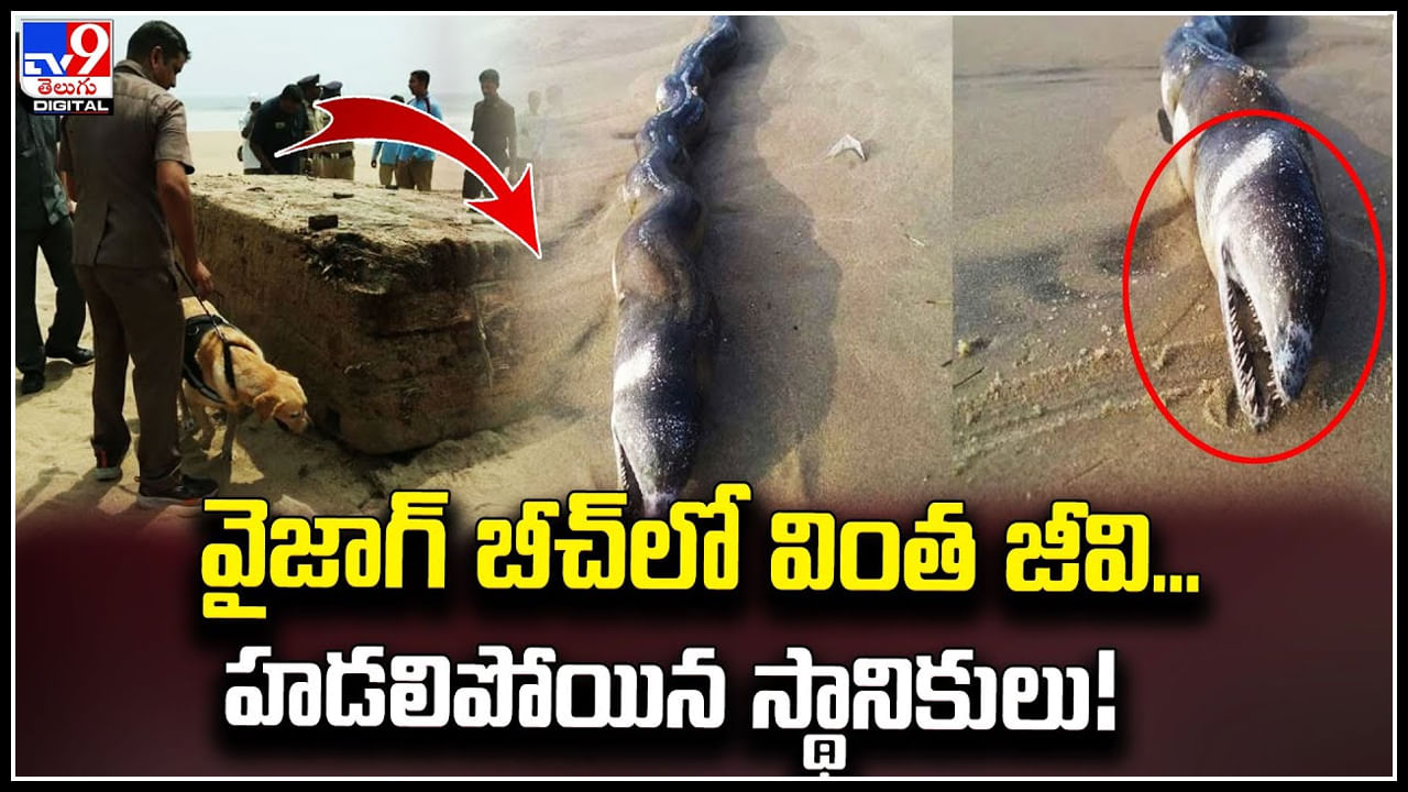 Huge Snake Carcass: వైజాగ్‌ బీచ్‌లో వింత జీవి.! హడలిపోయిన స్థానికులు.. వీడియో.