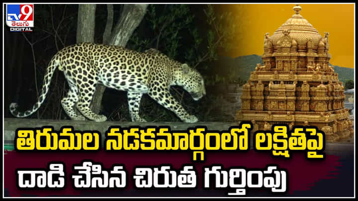 Tirumala: తిరుమల నడకమార్గంలో లక్షితపై దాడి చేసిన చిరుత గుర్తింపు.! Tirumala: తిరుమల నడకమార్గంలో లక్షితపై దాడి చేసిన చిరుత గుర్తింపు.!