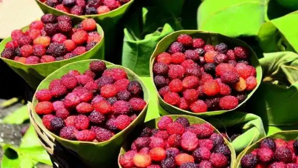 Kafal Fruit Benefits: పీఎం మోడీకి ఇష్టమైన కఫాల్ ఫ్రూట్లో ఎన్నో ఆరోగ్య రహస్యాలు..