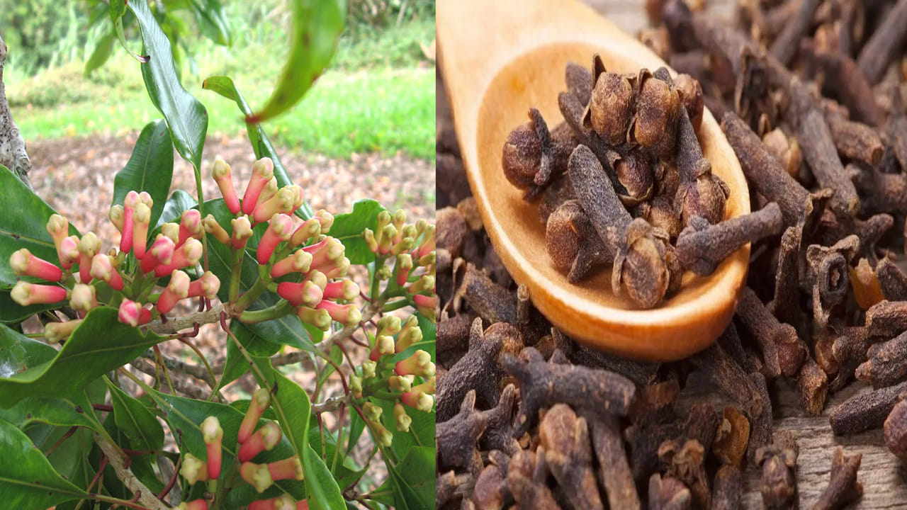 Clove: కన్యాకుమారి లవంగాలకు ప్రసిద్ధి.. అత్యధికంగా నాణ్యమైన లవంగాలు ఉత్పత్తి.. స్పెషాలిటీ ఏమిటంటే..