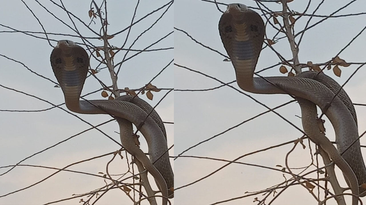 Snake on Tree: ఇదో విచిత్రం.. ప్రతి రోజు చెట్టుపై దర్శనమిస్తున్న నాగుపాము..