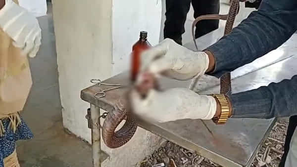 King Cobra: నాగుపాము పట్ల మనిషి కూరత్వం.. కోరలు పీకి, విషాన్ని తీసి.. నోటిని ఫెవిక్విక్తో అతికించిన మహిళ