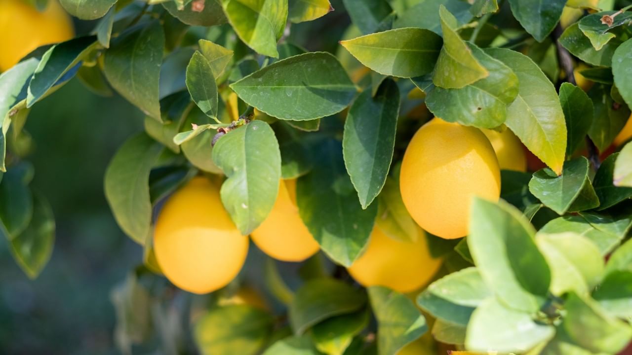 వాటిని వదిలించేందుకు ఎన్నో ప్రయత్నాలు చేసి ఉంటారు. కానీ ఈసారి ఇలా చేయండి. అవి వెంటనే వదలడమే కాకుండా.. మీ ఇల్లు కూడా అద్దంలా మెరిసిపోతుంది. అంతే కాదు మంచి సువాసన కూడా వస్తుంది.