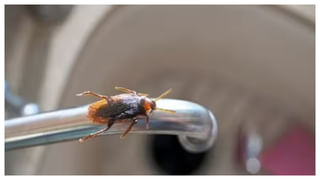 Natural Mouthwash: బ్రష్‌ చేసిన తర్వాత కూడా నోటి దుర్వాసన వదలడంలేదా? ఈ న్యాచురల్ మౌత్‌వాష్‌ ట్రై చేయండి