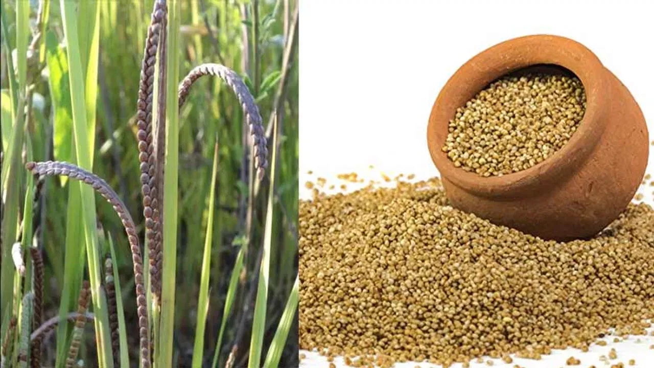 ఇలా నాన బెట్టుకోకపోయినా.. మెత్తగా ఉడికించుకోక పోయినా.. జీర్ణ సంబంధిత సమస్యలు వచ్చే అవకాశాలు ఉన్నాయి. కాబట్టి.. ఖచ్చితంగా కొర్రలను నాన బెట్టుకోండి. దీని వల్ల అన్నం కూడా రుచిగా ఉంటుంది.
