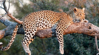 సముద్ర గర్భంలో అరుదైన దృశ్యం.. ఏంటని వెళ్లి చూడగా డైవర్‌కు మిరమిట్లు గొలిపే.!