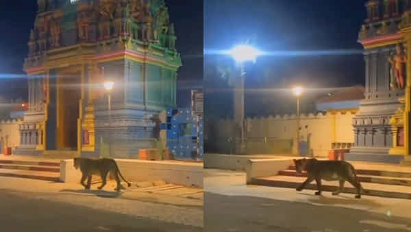 Watch Video: అర్థరాత్రి గుడి ముందు ప్రత్యక్షమైన సింహం.. ! సోషల్ మీడియాలో వైరల్ అవుతున్న వీడియో.. చూస్తే..