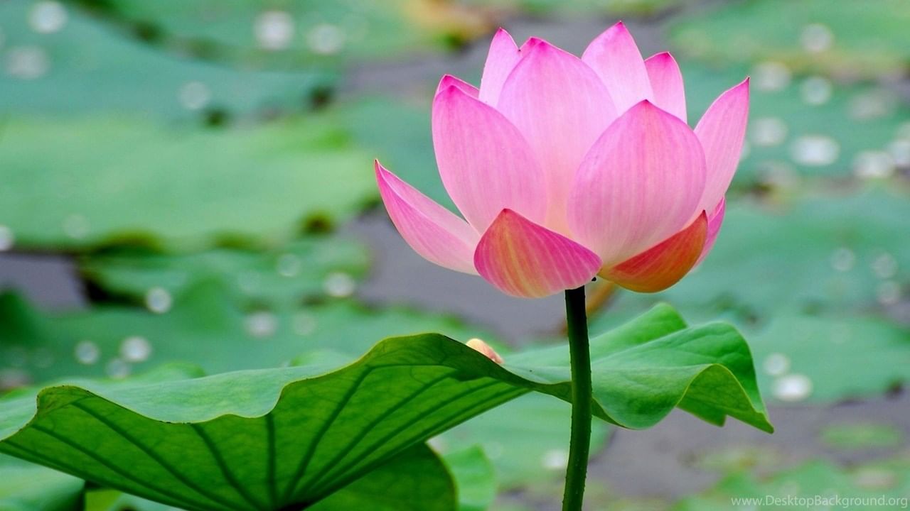 Lotus Flower Benefits తామర పువ్వుతో ఈ అనారోగ్య సమస్యలన్నింటికీ బైబై