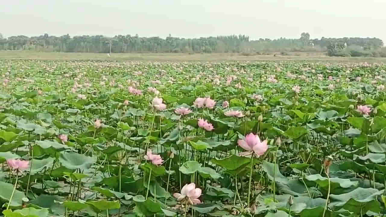 Watch Video: నీటిపై పచ్చని పందిరి.. పందిరిపై ముత్యాల రాశి.. ఈ సౌందర్యం చూసేందుకు తరలి వస్తున్న జనం..