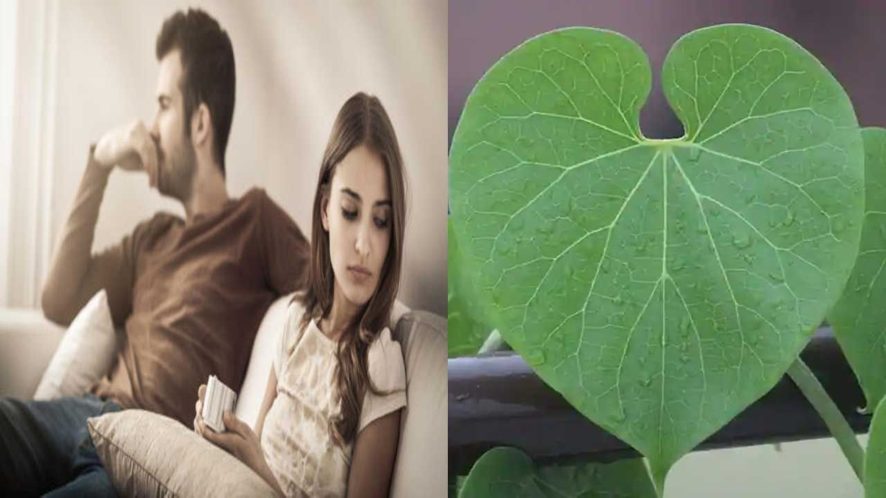 Giloy For Male Fertility: వివాహం తర్వాత, పురుషులు అనేక విధాలుగా సమస్యలు ఎదుర్కొంటున్నారు. ఇంటా బయట సమస్యలతో రొమాంటిక్ లైఫ్ ను ఎంజాయ్ చేయలేకపోతున్నారు. అంతేకాకుండా.. చాలా ఏళ్ల వరకు కూడా పిల్లలు కలగకపోవడంతో కుటుంబసభ్యుల నుంచి ఒత్తిడి మొదలవుతోంది.. వాస్తవానికి పెళ్లయిన ప్రతి మగాడు ఏదో ఒకరోజు తండ్రి అయ్యే భాగ్యం పొందాలని కోరుకుంటాడు. కానీ నేటి బిజీ లైఫ్‌లో పురుషులు తమ ఆరోగ్యం పట్ల సరైన జాగ్రత్తలు తీసుకోలేకపోతున్నారు. అనారోగ్యకరమైన ఆహారం వారి సంతానోత్పత్తిని ప్రభావితం చేస్తుంది. అందరూ చెప్పుకోవడానికి ఇబ్బందిగా అనిపించే సమస్య ఇది. అటువంటి పరిస్థితిలో, మీరు కొన్ని సులభమైన ఇంటి నివారణలను అవలంభించవచ్చు..