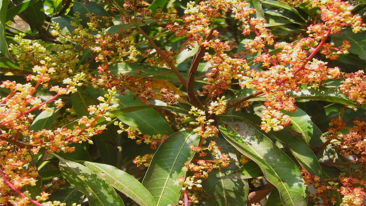 Mango Flower : ఇది మీకు తెలుసా..? మామిడి పూత తింటే మందులే అవసరం లేదట..ఈ అనారోగ్య సమస్యలన్నీ ఫసక్..