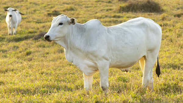 Nellore Cow Breed: అంతర్జాతీయ మార్కెట్లో ఆంధ్రా ఆవు సత్తా.. ఏకంగా రూ.40 కోట్లు ధర పలికిన నెల్లూరు జాతి ఆవు
